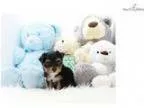 Teacup yorkshire Terrier - Diesel