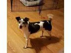 Adopt Zeda a Rat Terrier