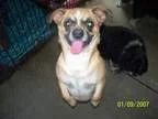 Adopt Maggie Mae a Pug Beagle