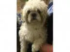 Adopt Will a Shih Tzu