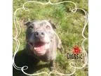 Adopt Classic a Pit Bull Terrier