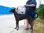 Adopt Rags to Riches a Black Greyhound  Mixed dog in Sarasota FL