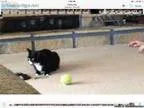 Lost black and white cat... REWARD