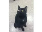 Adopt Licorice a Black (Mostly) Domestic Shorthair (short coat) 