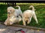 Marvelous Golden Retriever Pups 500.