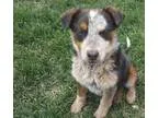 Adopt Marshall a Australian Cattle Dog (Blue Heeler)