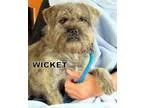 Adopt Wicket a Shih Tzu Boston Terrier