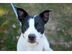 Adopt Emmit a English Pointer  Mixed dog in Newaygo MI (15321620