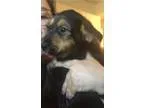Adopt Muffin a Airedale Terrier