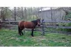Quarter Pony for Sale