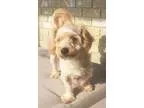 Adopt Parker a Poodle