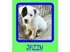 Adopt Jazzy a Collie Shepherd