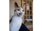 Adopt Trina a Domestic Shorthair  Mixed cat in Kelowna BC (15256