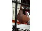 Adopt Ginger a Pigeon