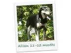 Adopt Allison a Black - with White Shepherd (Unknown Type)  Mixe