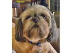 Adopt ZOEY a BrownChocolate - with Tan Shih Tzu  Mixed dog in In