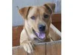Adopt Rocky a TanYellowFawn Labrador Retriever  Chow Chow  Mixed