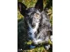 Adopt Daisy a Terrier