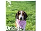 Adopt Bridget a Tricolor (TanBrown and Black and White) Beagle  
