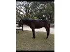 5 yr old 16 0 TB Gelding