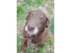 Adopt Brownie a BrownChocolate Labrador Retriever  Mixed dog in 