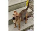 Adopt Mr. Bean a BrownChocolate Terrier (Unknown Type Medium)  M