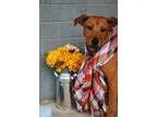 Adopt Jules a TanYellowFawn - with White Shepherd (Unknown Type)