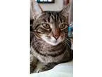 Adopt Prima a Brown Tabby Domestic Shorthair (short coat) cat in