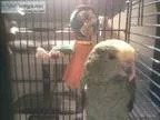year old talking DBL yellowhead parrot with large cage food a