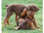 Kingler Doberman Pinscher puppies ready