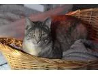 Adopt Summer a Gray or Blue Domestic Mediumhair  Mixed (medium c