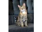 Adopt Callie O Malley a Tortoiseshell Domestic Shorthair (short 