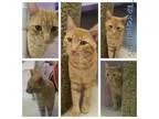 Adopt The Kracken a Domestic Short Hair-orange