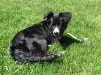 Adopt ASHLEY- pending a Tricolor (TanBrown and Black and White) 