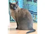 Adopt Bagheera a Brown or Chocolate (Mostly) Burmese (short coat