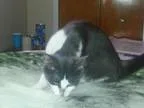 Adopt Urgent - Baby Cakes a Russian Blue Domestic Medium Hair