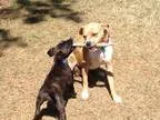 Adopt Wahlberg a Black - with White Cattle Dog  Flat-Coated Retr