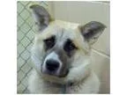 Adopt Bear a Shepherd (Unknown Type)  Mixed dog in Tarboro NC (1
