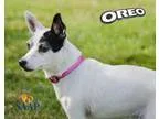 Adopt Oreo a Jack Russell Terrier