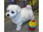 Hojn pembroke welsh corgi puppies