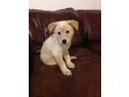 Adopt Rosie (FORT COLLINS) a Cattle Dog Collie