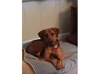 Adopt Ginger a Black - with Brown Red Golden Orange or Chestnut 