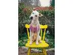 Adopt Daisy a Cattle Dog Terrier