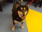 Adopt JASMINE a Husky  Mixed dog in Pittsburgh PA (15341734)