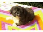 Adopt Rigby a Shih Tzu Pekingese