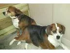 Adopt Pixie a Tricolor (TanBrown and Black and White) Beagle  Pu