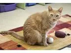 Adopt Abbot a Domestic Shorthair  Mixed cat in Ann Arbor MI (153