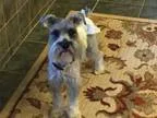 Adopt Fritz a Schnauzer