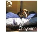 We have six Basset Hound puppies for saleTxt only via  (302)  x 