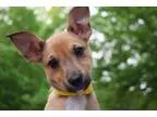Adopt A.. Jungle Book - Winifred a Terrier